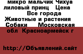 микро мальчик Чихуа лиловый принц › Цена ­ 90 - Все города Животные и растения » Собаки   . Московская обл.,Красноармейск г.